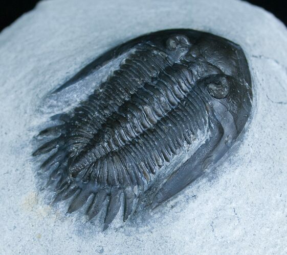 Elegant Mrakibina Trilobite Fossil - #6120